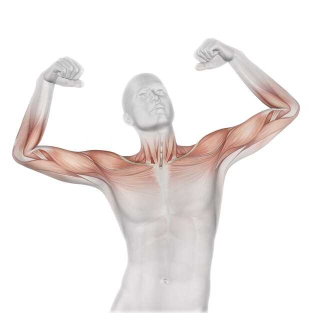 Главные функции плечевого сустава