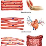 Анатомия и функции корня брыжейки тонкой кишки