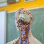 Анатомия мозга и роль межполушарной щели: все, что нужно знать