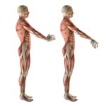 Анатомия и функции плечевого сустава