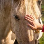 Лечение лошадьми: эффективные методы и название терапии