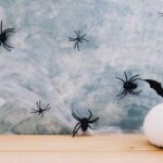 Натуральные способы устранения пауков в доме: простое решение с веником и черной тряпкой