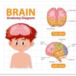 Общие сведения о размерах кист головного мозга