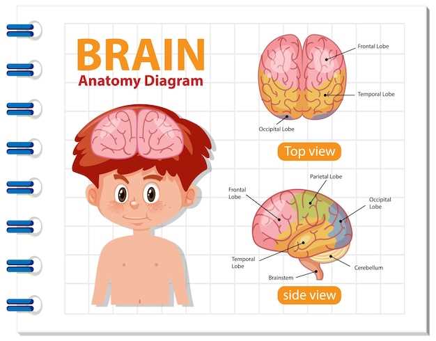 Общие сведения о размерах кист головного мозга