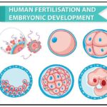 Определение понятия КТР эмбриона