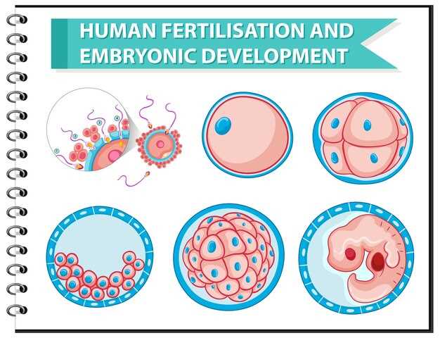 Что такое КТР эмбриона?