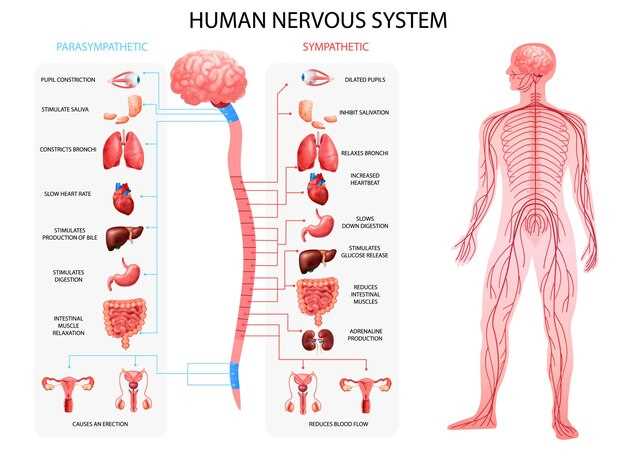 Передача импульсов между центральной и периферической нервной системой