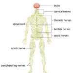Периферическая нервная система: строение, функции, заболевания