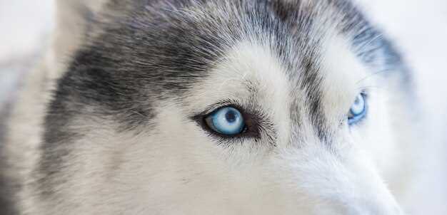 Лечение белой пленки в уголках глаз у кошки