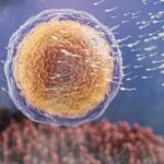 Роль желточного мешка в формировании эмбриона: ключевые моменты