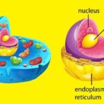 Роль желточного мешка в эмбриональном развитии