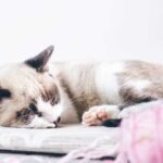 Сонник: значение сна, когда видишь котенка