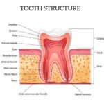 Строение зуба и его функция: анатомические тонкости раскрыты