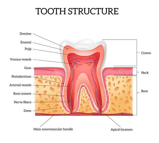 Функция зуба: откусывание и разжевывание