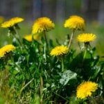 Трава желтушник: лечебные свойства, показания и способы применения, состав, противопоказания