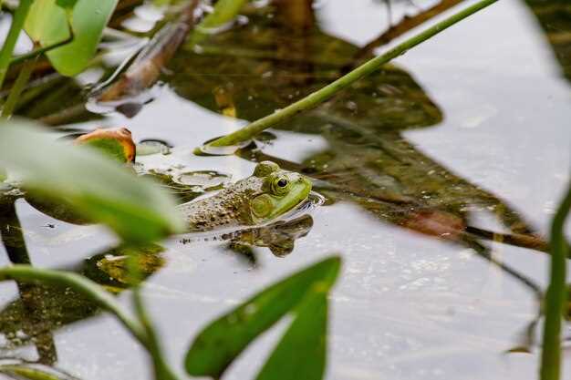 Трехлапая жаба: выбор места и фото