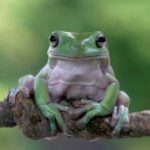 Трехлапая жаба: описание, значение, выбор места, фото