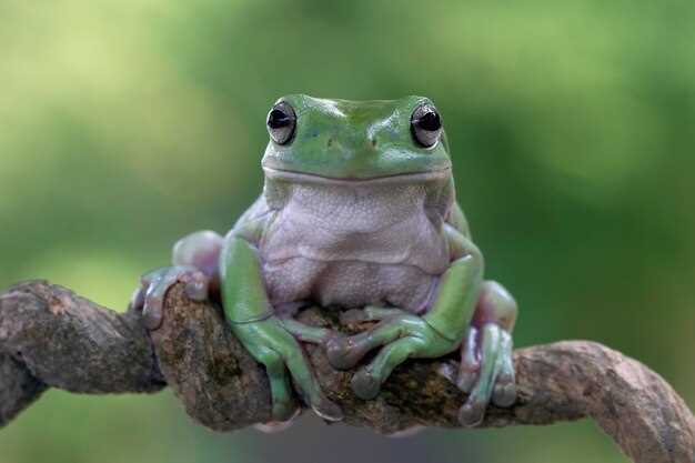 Трехлапая жаба: описание и значение