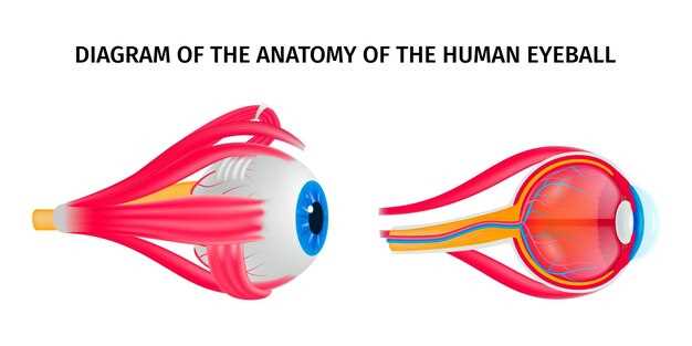 Функции глаза человека