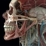 Задняя черепная ямка - анатомия, функции и клиническое значение
