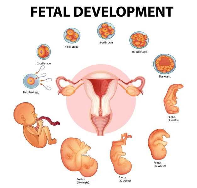 Желточный мешок и его значение в эмбриональном развитии